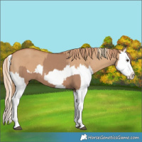 Horse Color:Red Dun Splash and Red Dun Splash