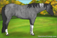 Horse Color:Blue Roan Tobiano 