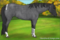 Horse Color:Blue Roan Tobiano