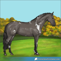 Horse Color:White Spotted Smoky Grullo 