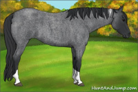 Horse Color:Blue Roan Tobiano 