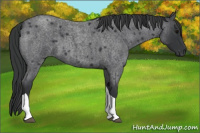 Horse Color:Blue Roan Tobiano 