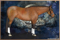 Horse Color:Buckskin  and Buckskin Sabino 