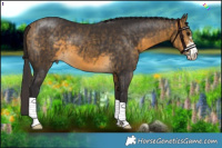 Horse Color:Buckskin  and Buckskin Sabino 