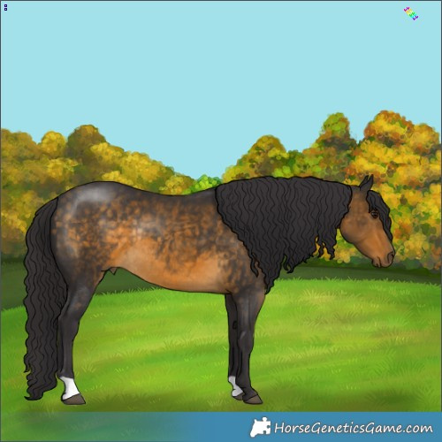 Horse Color:Buckskin Rabicano 