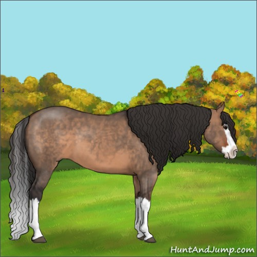 Horse Color:Bay Dun Sabino Splash 