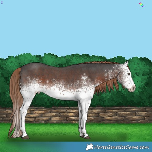 Horse Color:White Spotted Liver Chestnut 