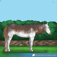 Horse Color:White Spotted Liver Chestnut 