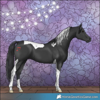 Horse Color:Black Tobiano 