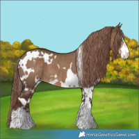 Horse Color:White Spotted Liver Red Dun Sabino 