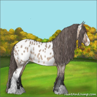 Horse Color:Bay Dun Sabino Appaloosa 