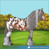 Horse Color:White Spotted Bay Appaloosa 