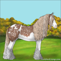 Horse Color:Red Roan Splash Appaloosa 