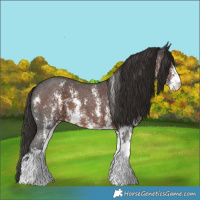 Horse Color:Liver Chestnut Sabino 