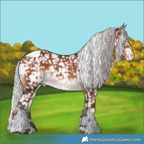 Horse Color:White Spotted Silver Brown Appaloosa Rabicano 