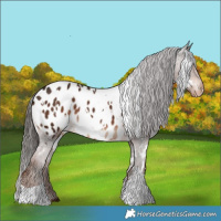 Horse Color:White Spotted Liver Chestnut Appaloosa 
