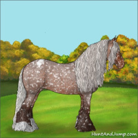Horse Color:Silver Bay Roan Appaloosa 