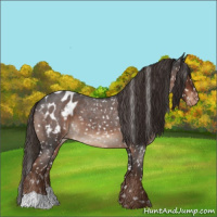Horse Color:Liver Red Roan Appaloosa 