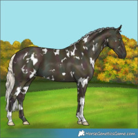 Horse Color:White Spotted Midnight Gold Cream Champagne