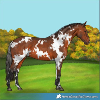 Horse Color:White Spotted Bay 