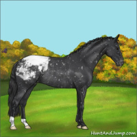 Horse Color:Blue Roan Appaloosa Rabicano 