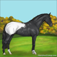 Horse Color:Blue Roan Appaloosa 