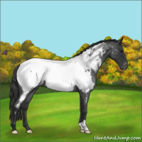 Horse Color:Blue Roan Appaloosa 