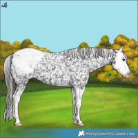 Horse Color:Black Splash Snowcap 
