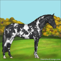 Horse Color:White Spotted Black Blanket 
