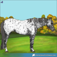 Horse Color:Black Appaloosa 