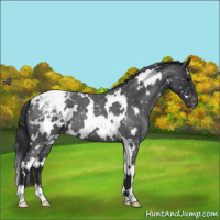 Horse Color:White Spotted Blue Roan Blanket 