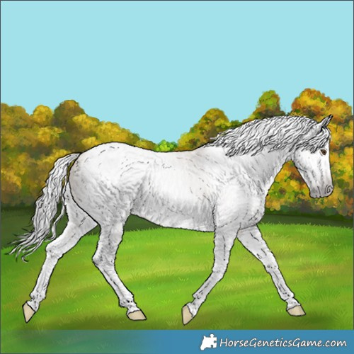 Horse Color:Gray Classic Champagne Dun Splash Tobiano 