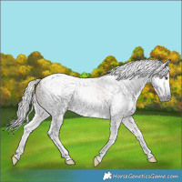 Horse Color:Gray Classic Champagne Dun Splash Tobiano 