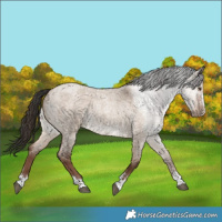 Horse Color:Liver Red Dun Roan 