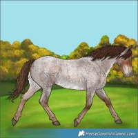 Horse Color:Liver Red Roan 