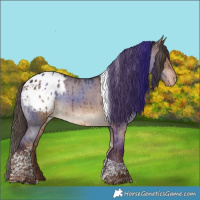 Horse Color:Liver Red Dun Tobiano Blanket Rabicano Brindle 