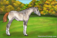 Horse Color:Liver Red Onyx Ice