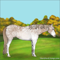 Horse Color:White Spotted Chestnut Ice