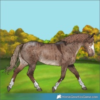 Horse Color:Liver Red Dun Brindle 