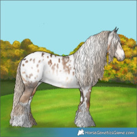 Horse Color:Gray White Spotted Chocolate Palomino Appaloosa 