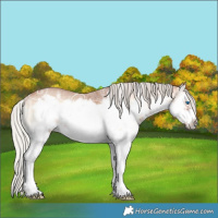 Horse Color:White Spotted Silver Bay Ice Onyx Splash Frame 