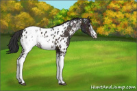 Horse Color:White Spotted Midnight Bay Ice Appaloosa 