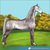 Horse Color:Chocolate Silver Buckskin Chinchilla 
