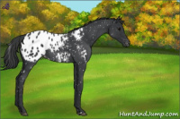 Horse Color:Blue Roan Appaloosa 