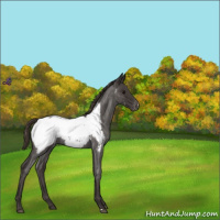 Horse Color:Smoky Blue Roan Snowcap Rabicano 