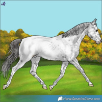 Horse Color:White Spotted Black Snowcap 