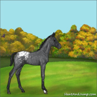 Horse Color:Blue Roan Snowflake Varnish 