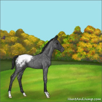 Horse Color:Blue Roan Snowflake Varnish