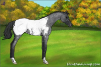 Horse Color:Blue Roan Appaloosa Rabicano 