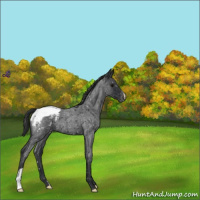 Horse Color:Blue Roan Snowflake Varnish